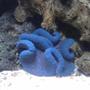 corals inverts - stichodactyla haddoni - haddon's carpet anemone, blue stocking in 55 gallons tank - Blue Carpet