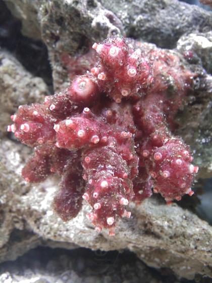 corals inverts - nephthyigorgia sp. - chili cactus coral stocking in 55 gallons tank - Chili Coral Blooming