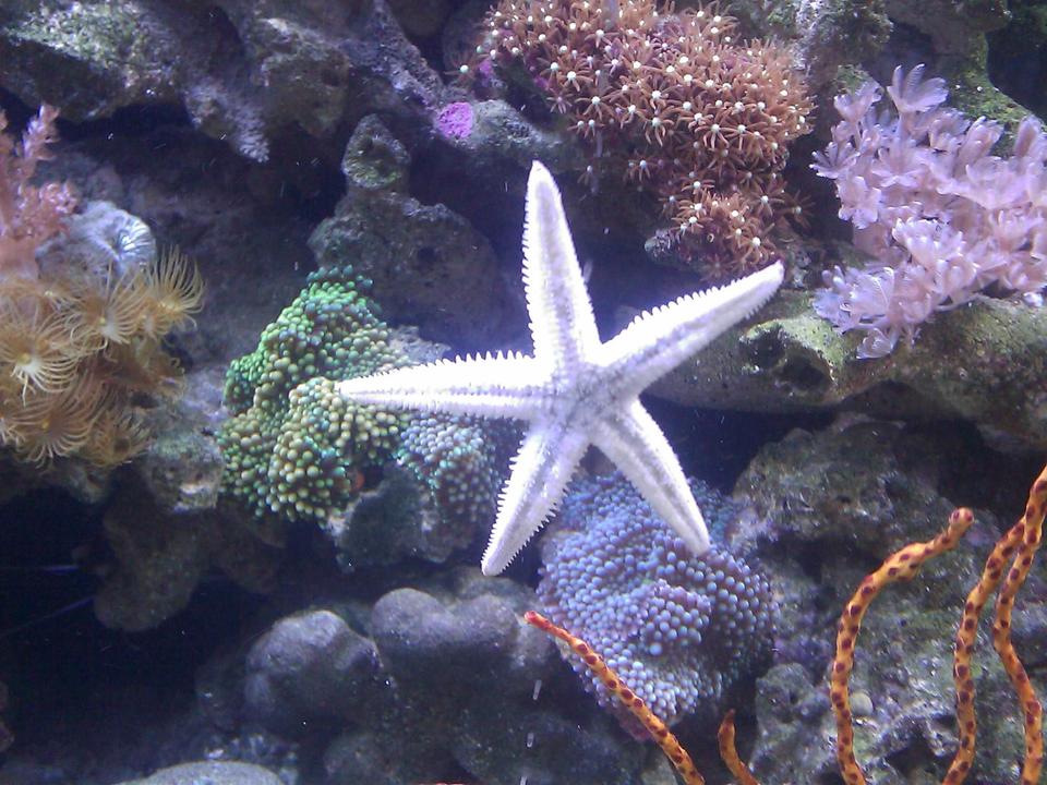corals inverts - astropecten polycanthus - sand sifting sea star stocking in 55 gallons tank - Sandsifter on the glass