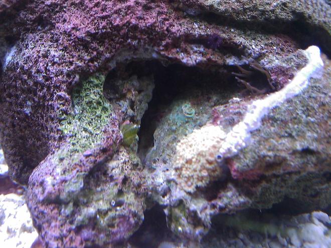 corals inverts - goniopora sp. - flower pot coral stocking in 55 gallons tank - Flower Pot Coral