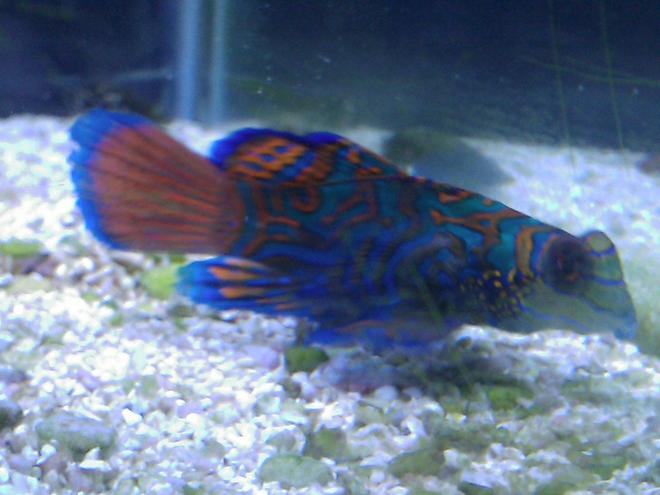 saltwater fish - synchiropus splendidus - green mandarin stocking in 55 gallons tank - Green Mandarin "Manny"