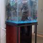 47 gallons freshwater fish tank (mostly fish and non-living decorations) - none