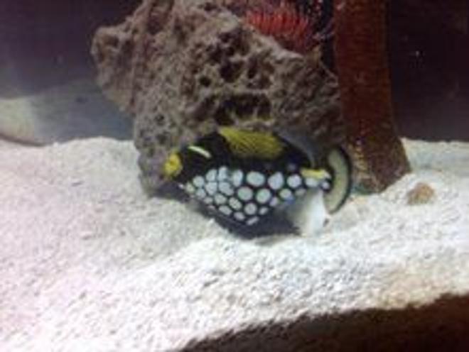 saltwater fish - balistoides conspicillum - clown triggerfish stocking in 110 gallons tank - clown fish