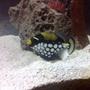 saltwater fish - balistoides conspicillum - clown triggerfish stocking in 110 gallons tank - clown fish