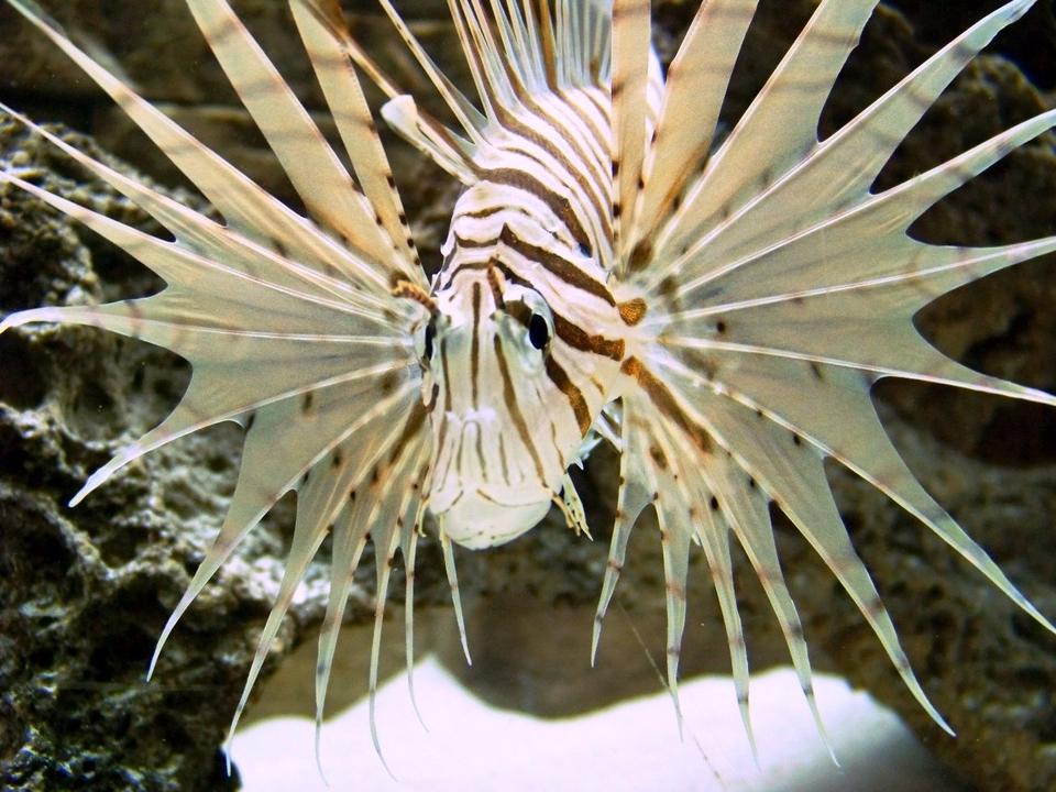 saltwater fish - dendrochirus zebra - dwarf/zebra lionfish stocking in 120 gallons tank - My first lion