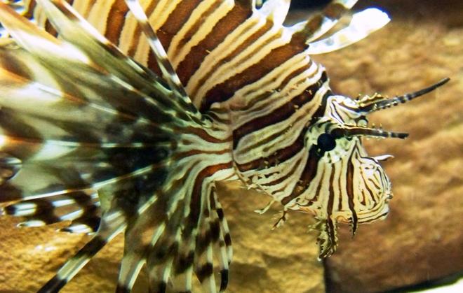 saltwater fish - dendrochirus zebra - dwarf/zebra lionfish stocking in 120 gallons tank - Sideshot