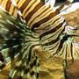 saltwater fish - dendrochirus zebra - dwarf/zebra lionfish stocking in 120 gallons tank - Sideshot