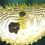 saltwater fish - chilomycterus schoepfi - spiny box puffer stocking in 110 gallons tank - puffer all puffed up