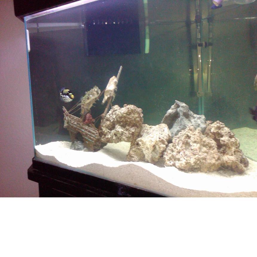 Rated #40: 110 Gallons Saltwater Fish Tank - my seven month old daughter loves it and i hope u like it too