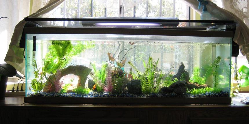 Rated #283: 70 Gallons Freshwater Fish Tank - Full view of my 70 gallon fish tank. This tank is out of commission.