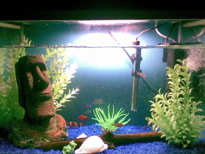 freshwater fish - botia macracantha - clown loach stocking in 22 gallons tank - Gotta love the easter island head (Old filter shown)