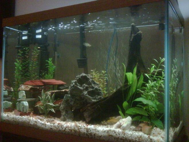 65 gallons freshwater fish tank (mostly fish and non-living decorations) - 65 gallon tall. thats where my babies live!