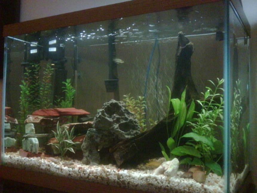 Rated #1372: 65 Gallons Freshwater Fish Tank - 65 gallon tall. thats where my babies live!