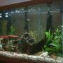 65 gallons freshwater fish tank (mostly fish and non-living decorations) - 65 gallon tall. thats where my babies live!