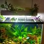 fish tank picture - Another view, still waiting for everything to grow in the way I would like it.