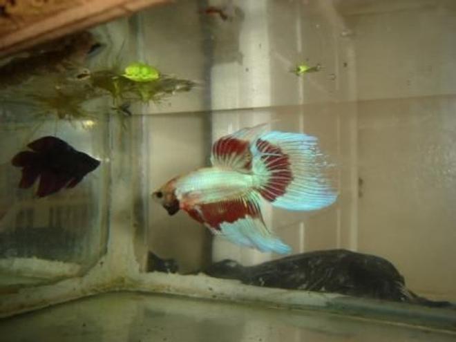 freshwater fish - betta splendens - betta - male stocking in 70 gallons tank - betta splendens maroc