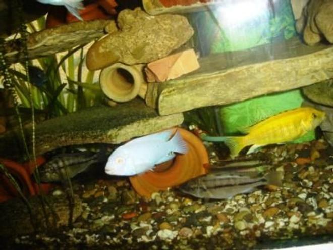 freshwater fish - pseudotropheus socolofi - albino socolofi stocking in 70 gallons tank - cichlide afrique tanger maroc