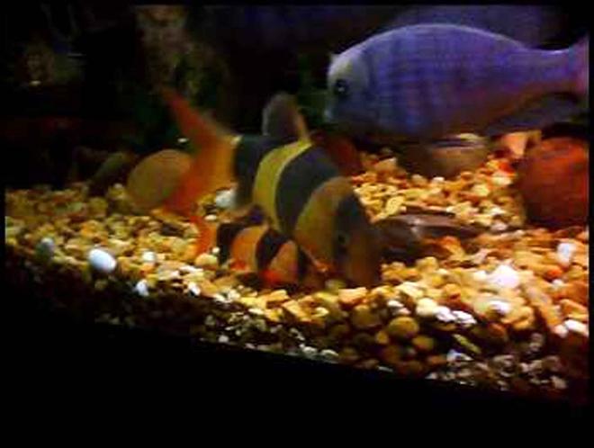 freshwater fish - botia macracantha - clown loach stocking in 90 gallons tank - My latest addition...A 6" clown loach!!!and 1 of his little buddies