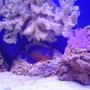 saltwater fish - centropyge bispinosa - coral beauty angelfish stocking in 95 gallons tank - Coral Beaty Angel.