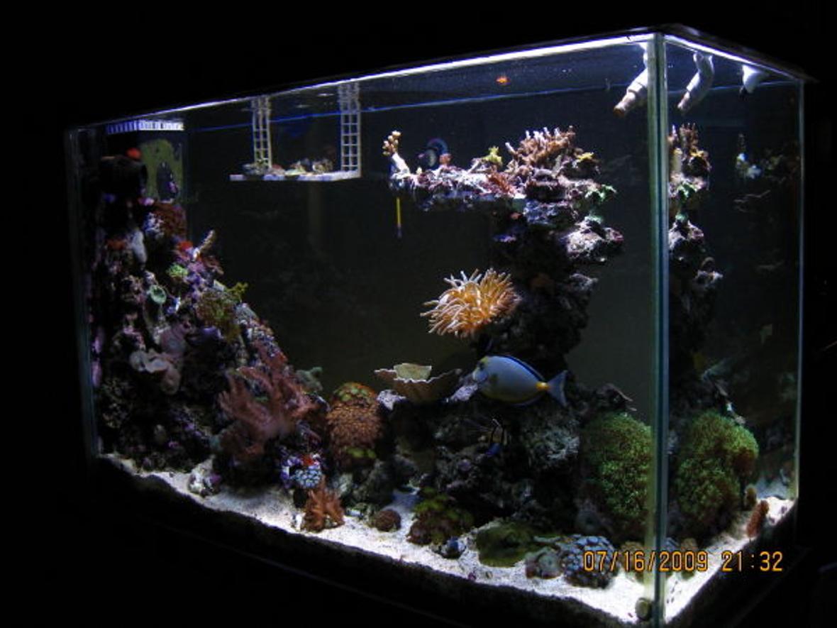 90 gallons reef tank (mostly live coral and fish) - Side view