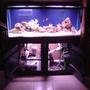 95 gallons saltwater fish tank (mostly fish, little/no live coral) - 55 gallon saltwater