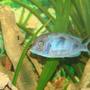 freshwater fish - cyrtocara moorii - blue dolphin cichlid stocking in 120 gallons tank - more fish