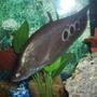 freshwater fish - notopterus chitala - clown knife fish stocking in 55 gallons tank - large clown knife