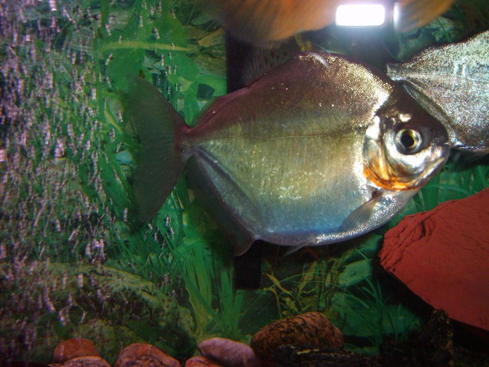 freshwater fish - metynnis argenteus - silver dollar stocking in 55 gallons tank - one of the three silver dollars