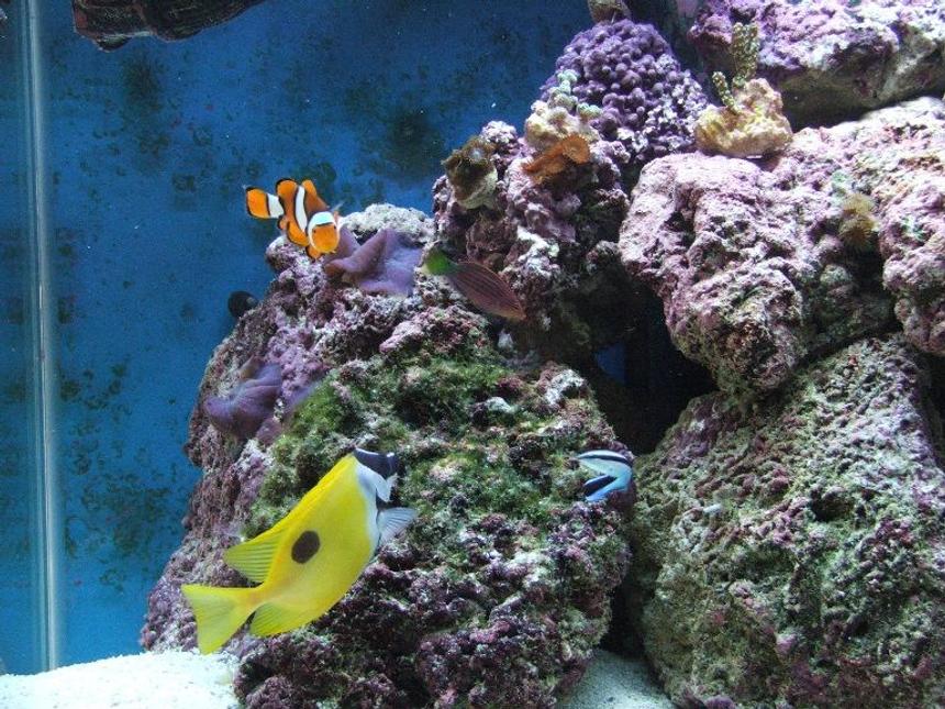 Rated #54: Saltwater Fish - Amphiprion Percula - True Percula Clownfish Stocking In 58 Gallons Tank - True Percula, Sixline Wrasse, Foxface One Spot, Cleaner Wrasse