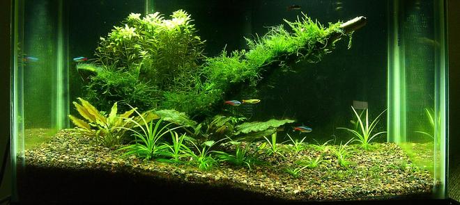 10 gallons planted tank (mostly live plants and fish) - 10g Planted ReReReScape