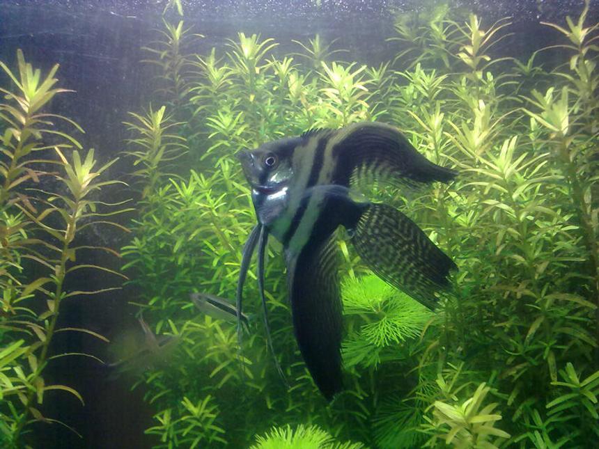 Rated #115: Freshwater Fish - Pterophyllum Scalare - Half Black Angelfish Stocking In 17 Gallons Tank - angel staring...