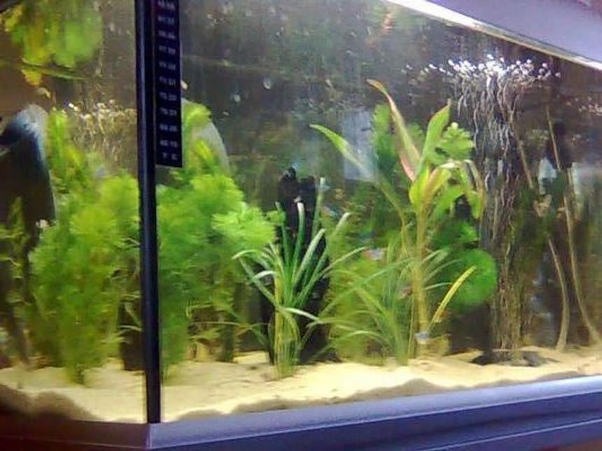 Rated #196: 12 Gallons Planted Tank - My First tropical tank!