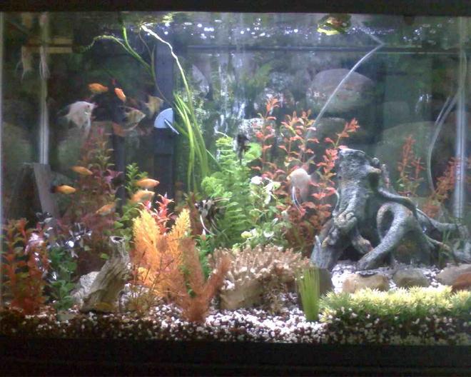 freshwater fish - xiphophorus maculatus - platy stocking in 45 gallons tank - my 45 gallon, 2 breeding pair of angels