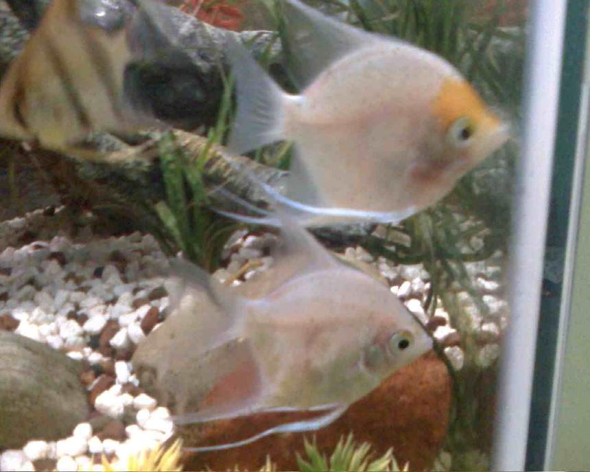 Rated #1573: Freshwater Fish - Pterophyllum Sp. - Gold Veil Angel Stocking In 45 Gallons Tank - My second breeding pair!
