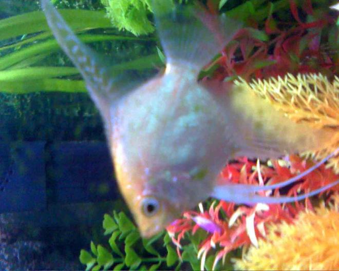 freshwater fish - pterophyllum sp. - red angel stocking in 45 gallons tank - Beauty!