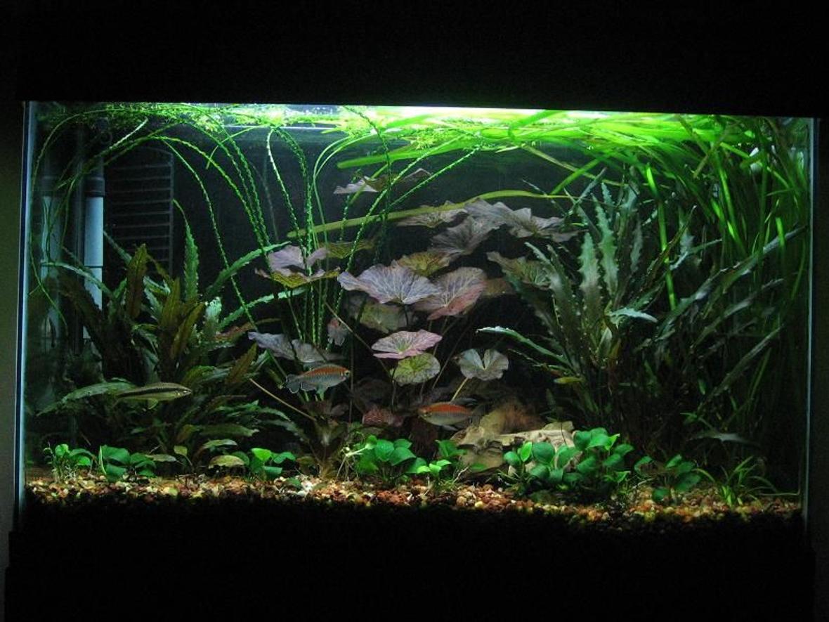 29 gallons planted tank (mostly live plants and fish) - 29 gallon completely mofified eclipse hood 4x ODNO T8 bulbs, 404 fluval canister DIY CO2 and PMDD fertilizer.