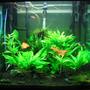 40 gallons planted tank (mostly live plants and fish) - Fluval Osaka 155