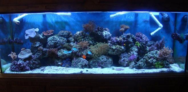 130 gallons reef tank (mostly live coral and fish) - davids 130 gallon reef