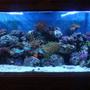 130 gallons reef tank (mostly live coral and fish) - davids 130 gallon reef