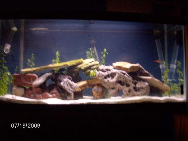 30 gallons freshwater fish tank (mostly fish and non-living decorations) - 30gal community tank with sharks tetras corys catfish pleco upsidedown cat fish an rams an killha an hatch fishs