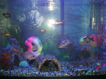 freshwater fish - altolamprologus calvus - calvus cichlid stocking in 20 gallons tank - Mixed cichlid 20g high