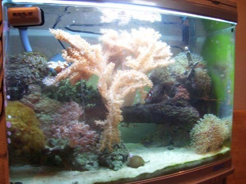 Rated #135: 90 Gallons Reef Tank - 28 gallon reef