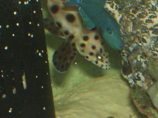 saltwater fish - cromileptes altivelis - panther grouper stocking in 90 gallons tank - panther grouper & niger trigger in my 90 gallon cat shark tank