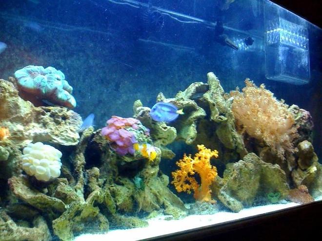 55 gallons reef tank (mostly live coral and fish) - MY 55 GALLON REEF TANK 4 MONTHS OLD, MUCH MORE ON THE WAY.