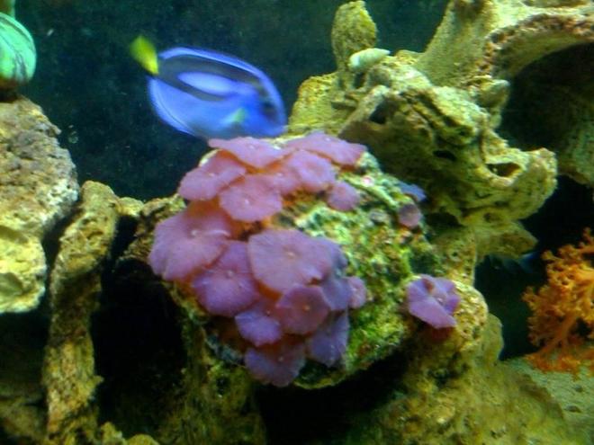 corals inverts - actinodiscus sp. - red mushroom stocking in 55 gallons tank - MUSHROOM