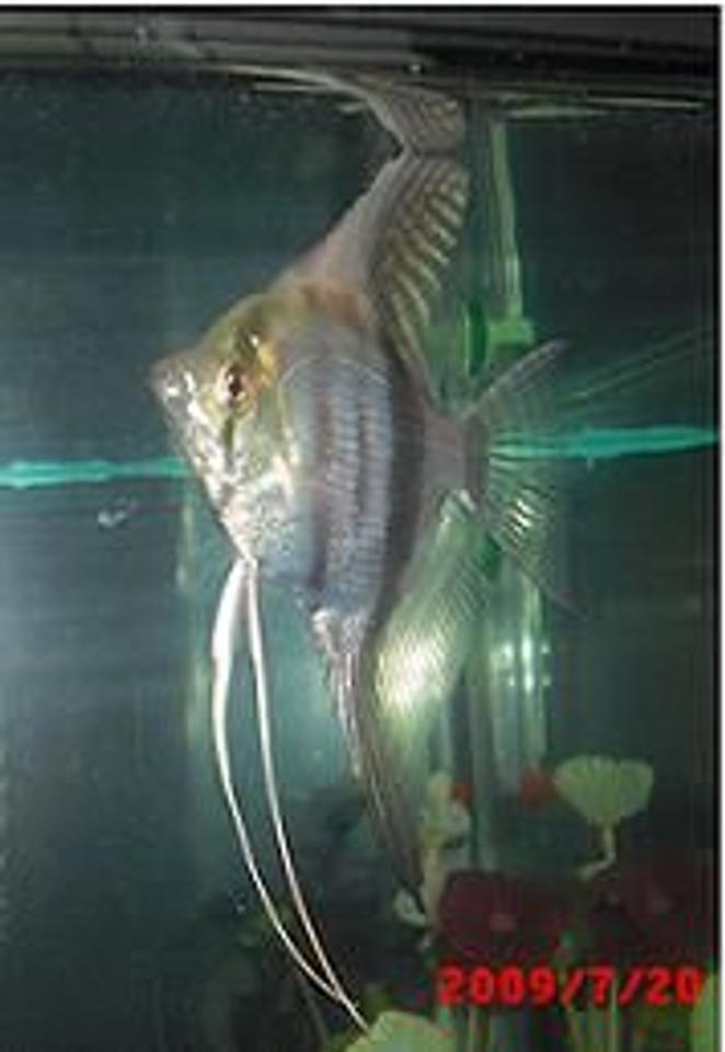 freshwater fish - pterophyllum sp. - silver zebra angel stocking in 40 gallons tank - this is Marty! (''){'o'}(")  my silver zebra angelfish!