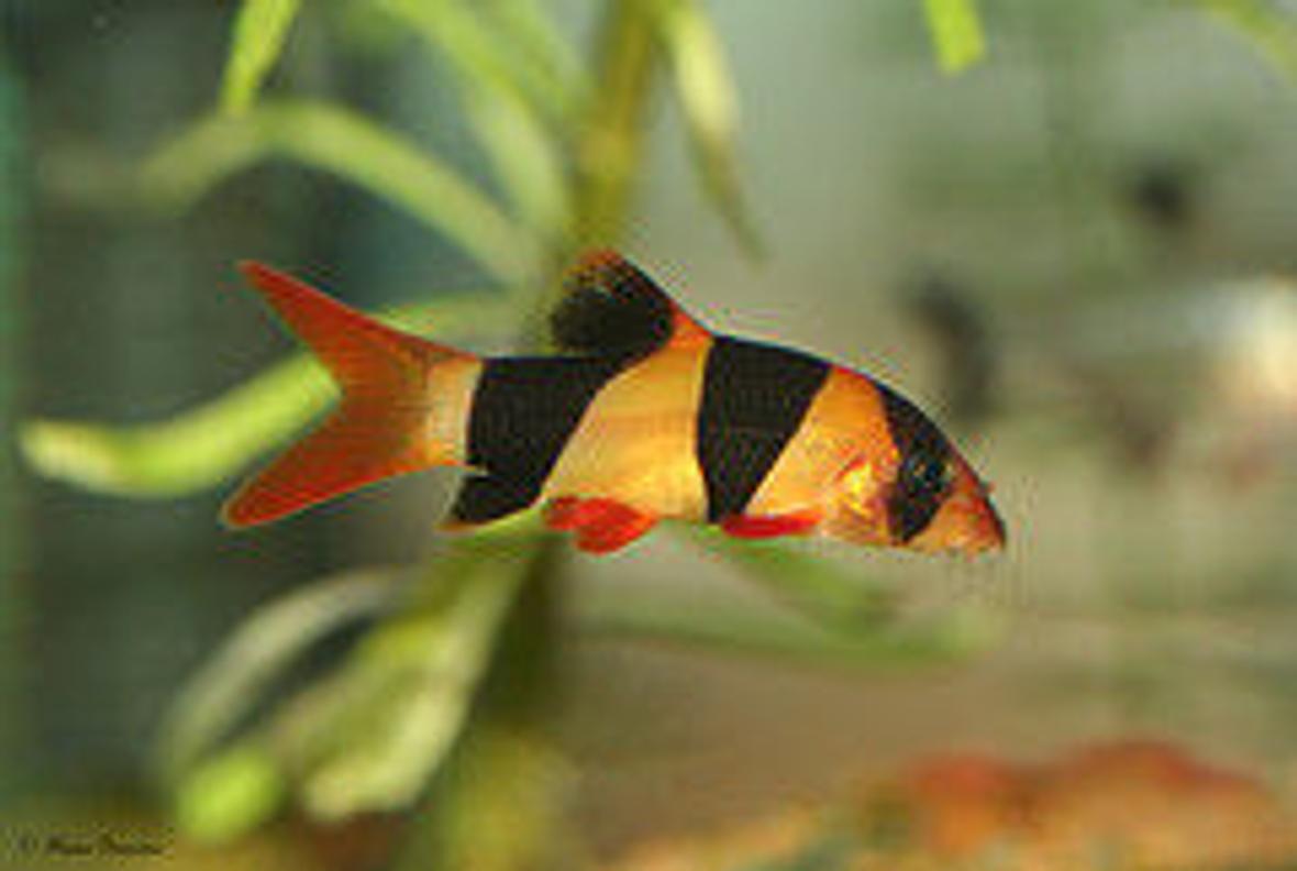 freshwater fish - botia macracantha - clown loach stocking in 20 gallons tank - this one of my favourite fish
