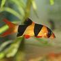 freshwater fish - botia macracantha - clown loach stocking in 20 gallons tank - this one of my favourite fish