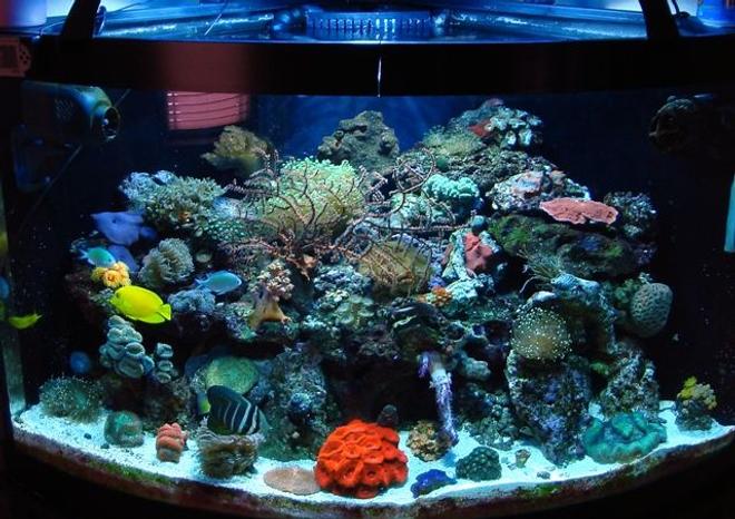 54 gallons reef tank (mostly live coral and fish) - 54 gal bowfront glass aquarium w/built in overflow