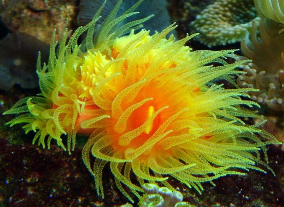 corals inverts - dendrophylliidae - dendrophyllia stocking in 54 gallons tank - dendro 9 heads